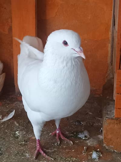 king full size breeder pair availabale