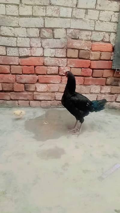 Hens Khalis Aseel hain