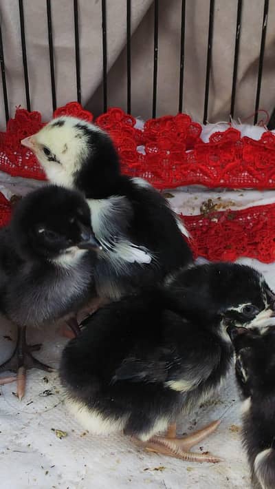 aseel madi with 5 chicks