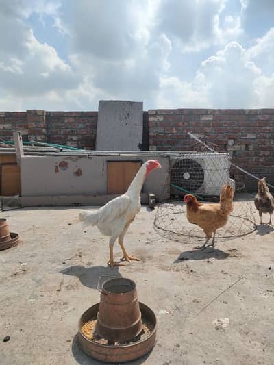 White Oh Shamo Female