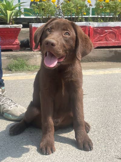 Male puppy pkc pedigree age 3months 03224546936