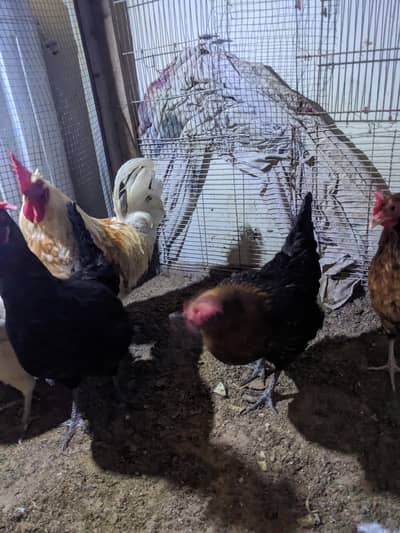 GOLDEN MISRI Whole Setup