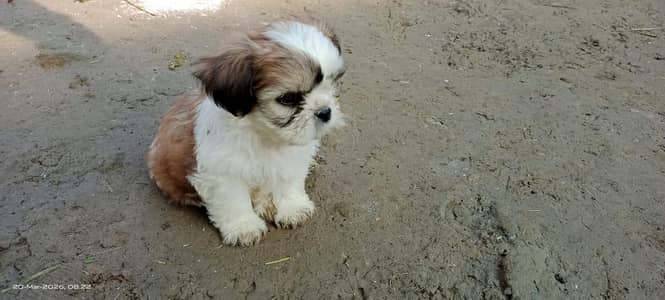 Shihtzu