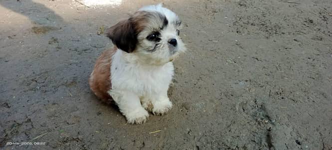 Shihtzu
