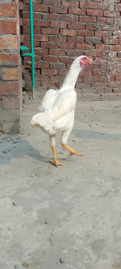 king shamo aseel /king size Shamo/white shamo