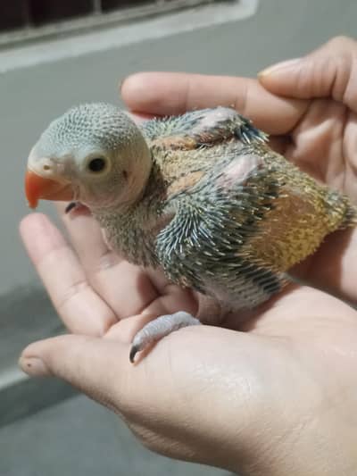 Beautiful healthy and active chicks