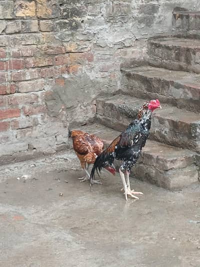 male aseel shamo cros ha or female thai ki hq