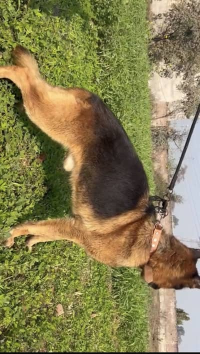 German shepherd female available for sale