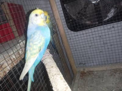 conure cocktail hogoromo mashahall all ok pic