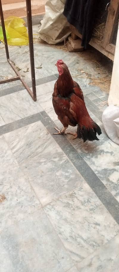 very beautiful aseel pure Jawa