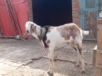 Qurbani bkra for sale