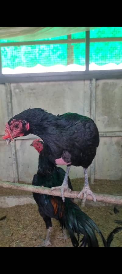 imported blood line Thai & burmi females for sale