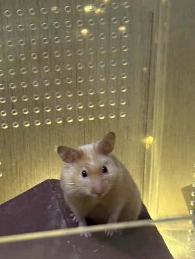 Syrian Hamsters available for sale