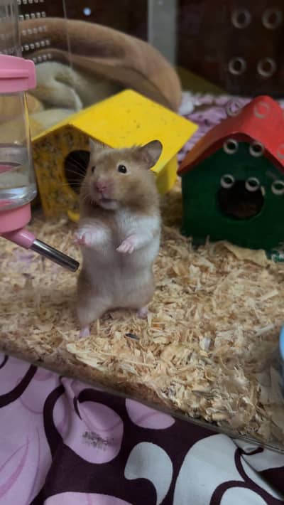 Imported Syrian Hamsters available with free food and bedding!