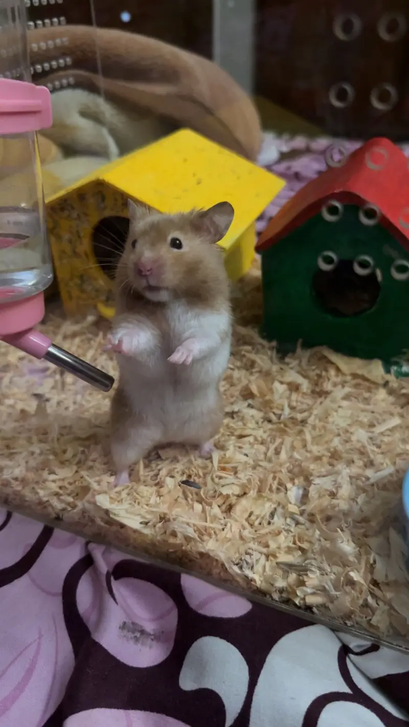 Imported Syrian Hamsters available with free food and bedding! — photo 9