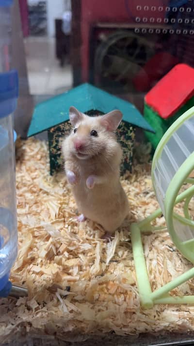 Important Syrian Hamsters available for sale