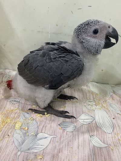 African Grey Chick for sale (Lahore)