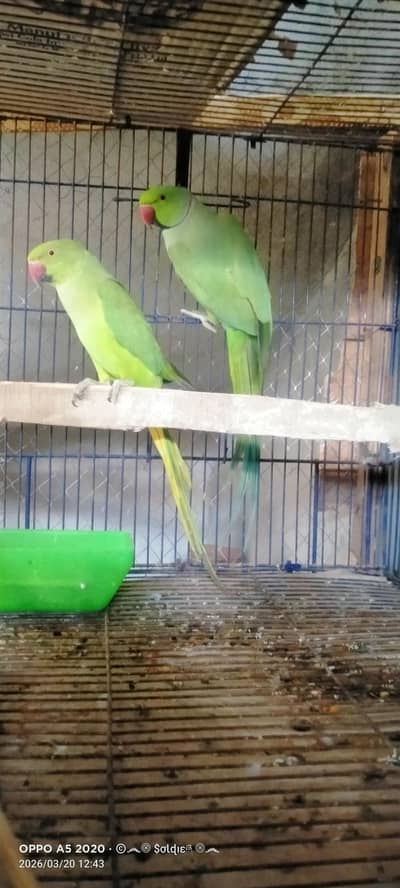 Parrots Pair For Sale