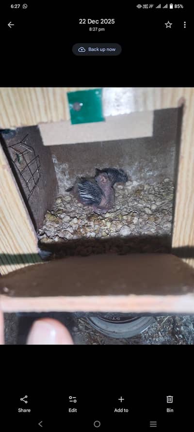 confirm breeder Cocktail pair for sale