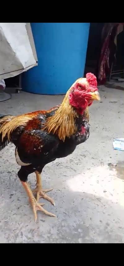 japani burmi patha darmeyani hait