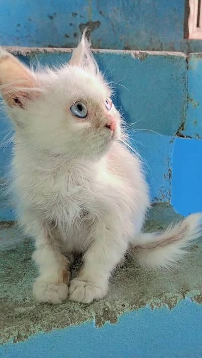 “White Long Hair Kitten (Domestic Longhair / Persian