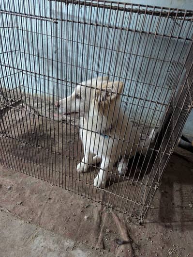 I want sale russaion pair