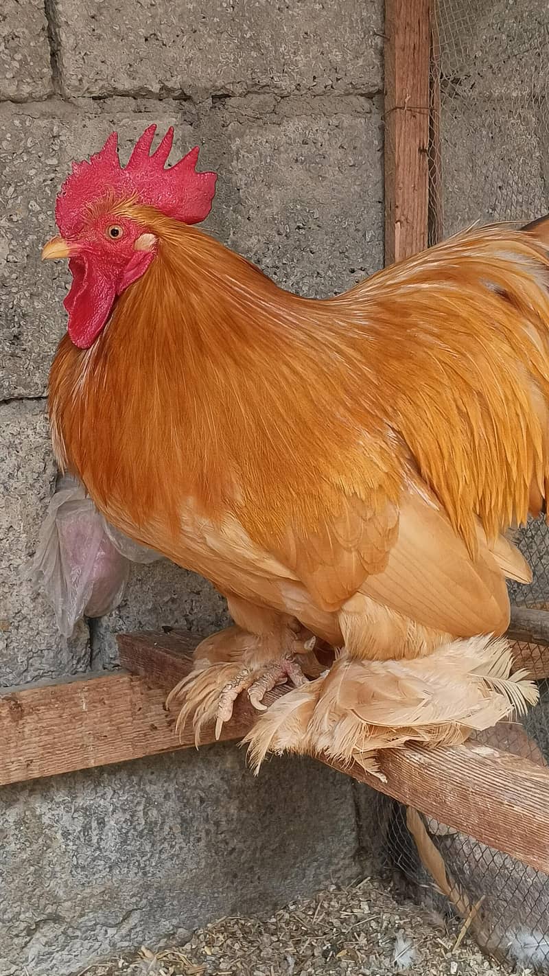 Barahma 3