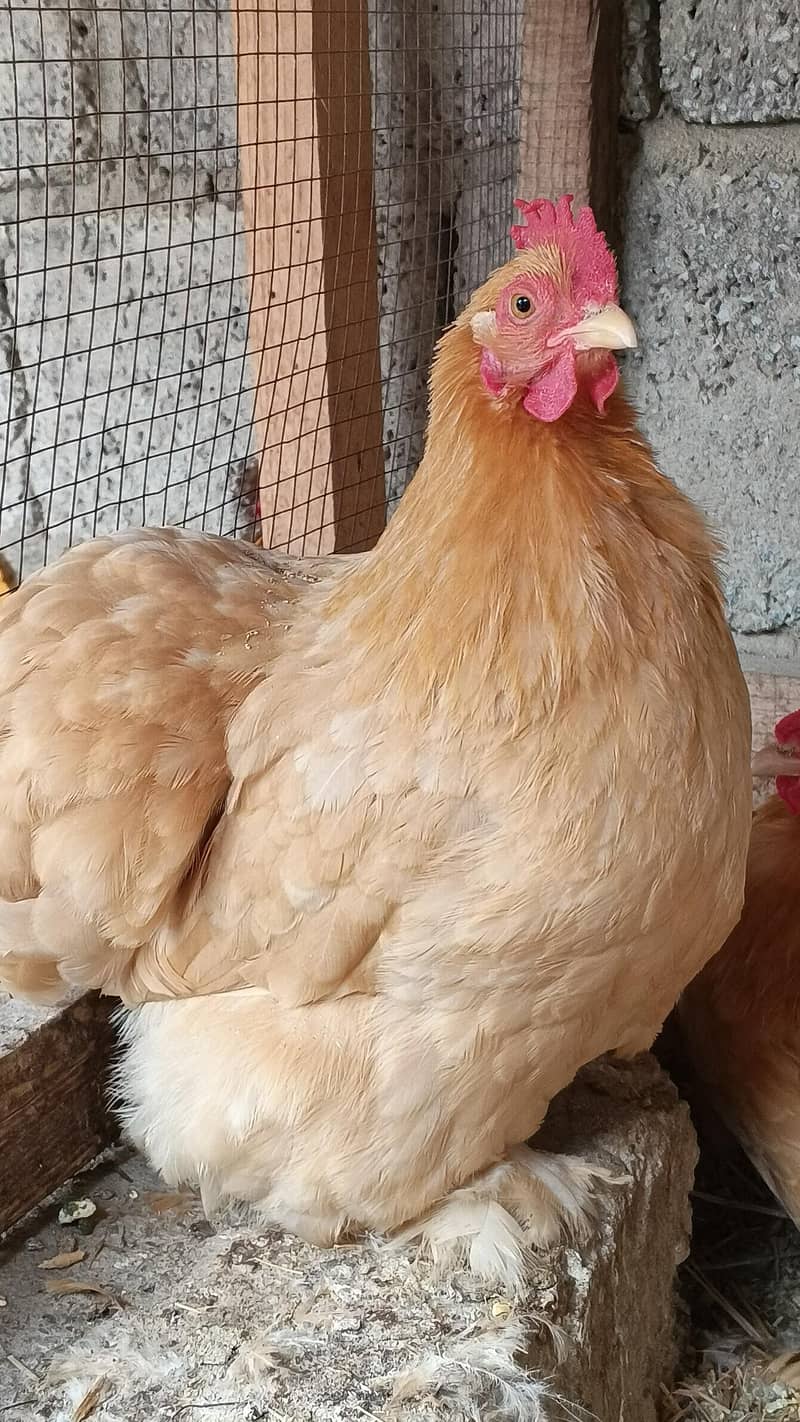 Barahma 4