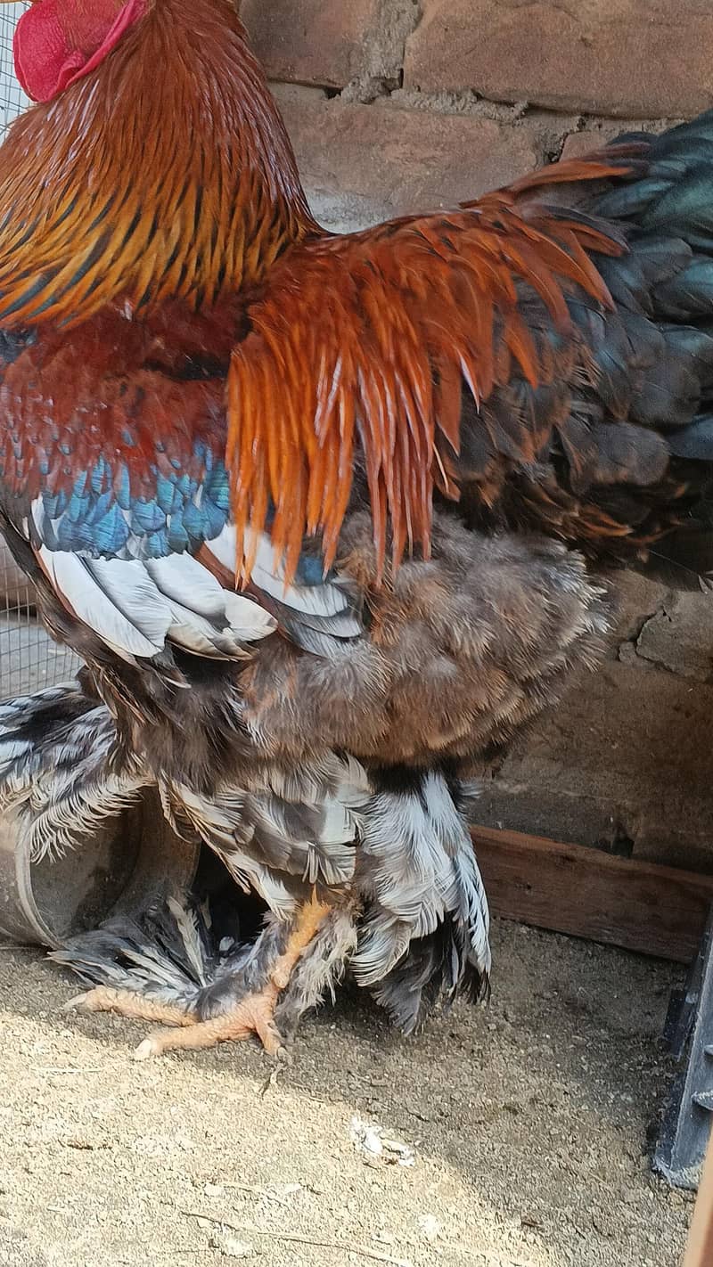 Barahma 8