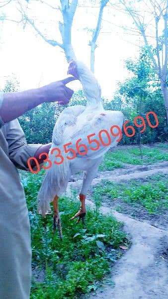 white oh shamo mail pahta available