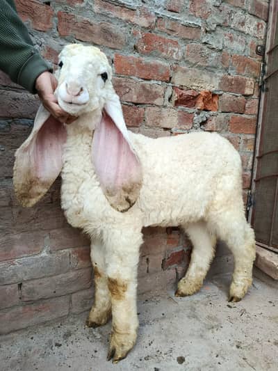 Quality Kajla Chatra & Talagang Dumba