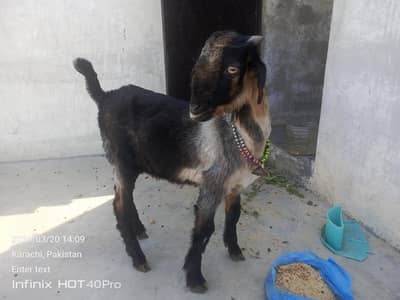 Bakra for seal 2 months ka bacha hai 0. . 3. . 1. . 5. . 2. . 8. . 2. . 2. . 7. . 2. . 2