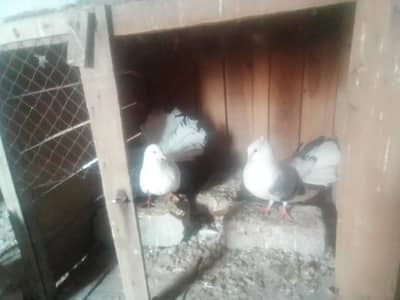 Fantail Pigeons. (lakay kaboter)