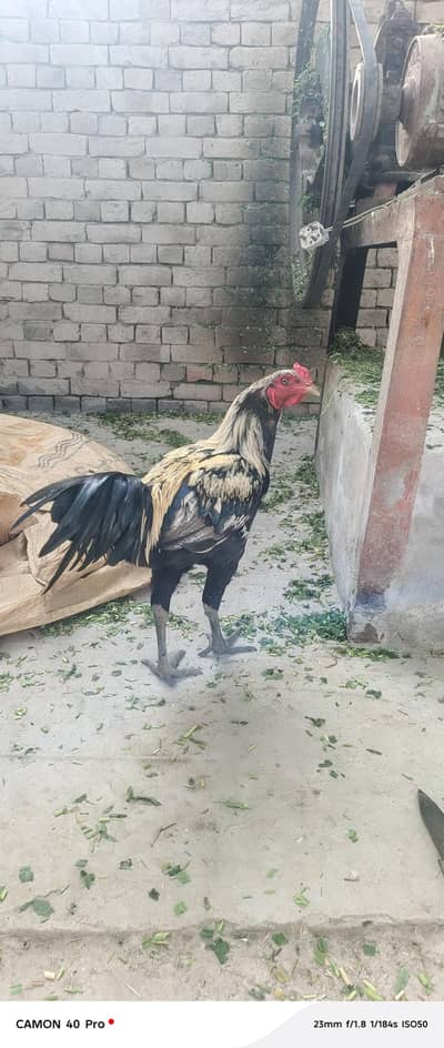Premium Mianwali Aseel Murgha | Strong Healthy Rooster