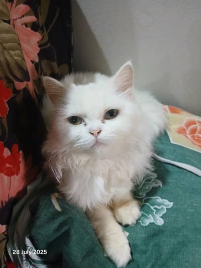 Semi punch Persian Cat