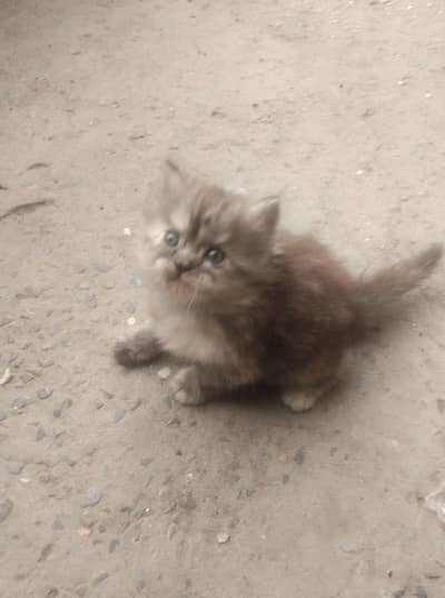 persian kitten female