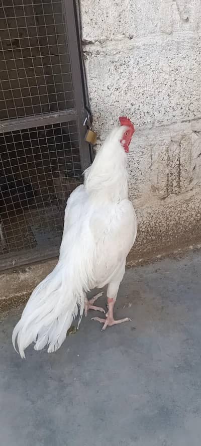 Paper White Heera Patha