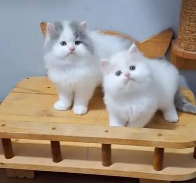 Persian female kitten for sale delivery available