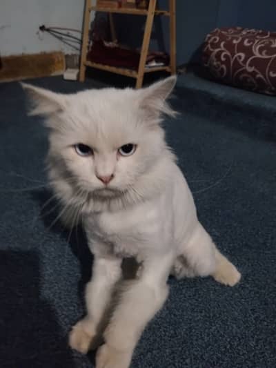 Semi Persian Punch Face White Cat with Blue Eyes – Urgent Sale