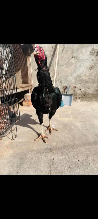 Lasani Aseel Pair Mushka Patha Pathi Murga Murgi | Madi 03098573144