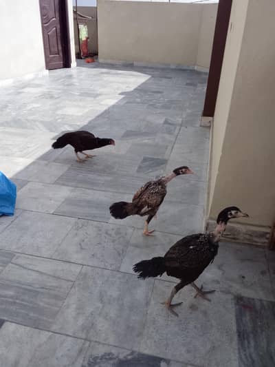 Hen prize ha 10.000 03287137567