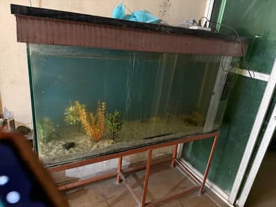 Fish Aquarium  