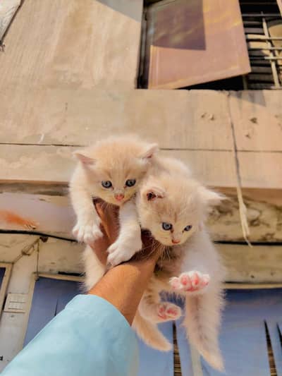 1 male 7500 2 male 14000 active palyfull healthy skin colour baby cats