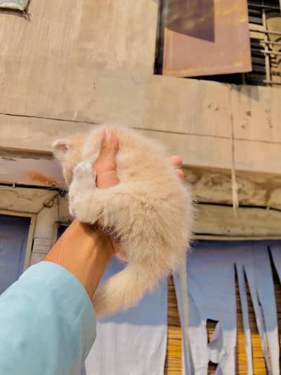 1 male 5500 active palyfull healthy skin colour baby cats