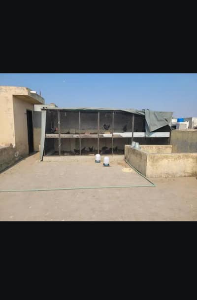 Need A Boy For Smal Roof Poultry Farm