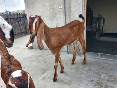 2 Dant Path for sale