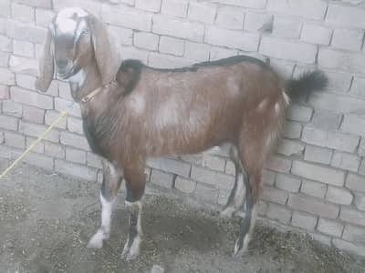 Desi & Beautiful Bakry