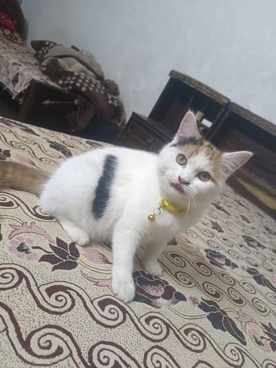 Persian cat single cot