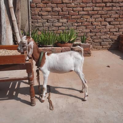 Healthy Female Goat  for sale  In Hyderabad