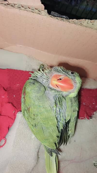 Pahari Totey ka bacha